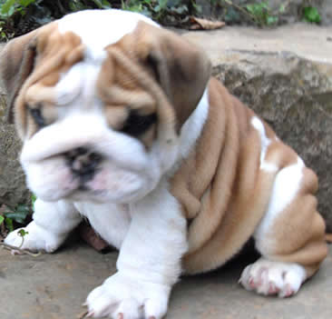 English bulldog puppies for sale